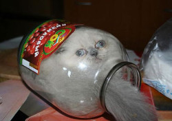 cat-in-jar